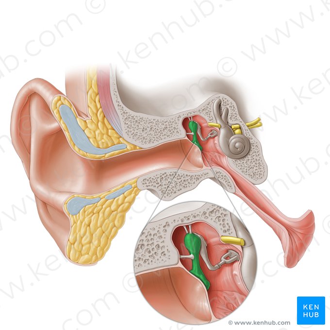 El hueso más pequeño del cuerpo humano y su importancia en la audición
