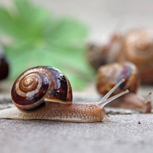 El fascinante desplazamiento del caracol: Todo lo que debes saber